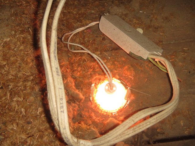 legacy downlight2